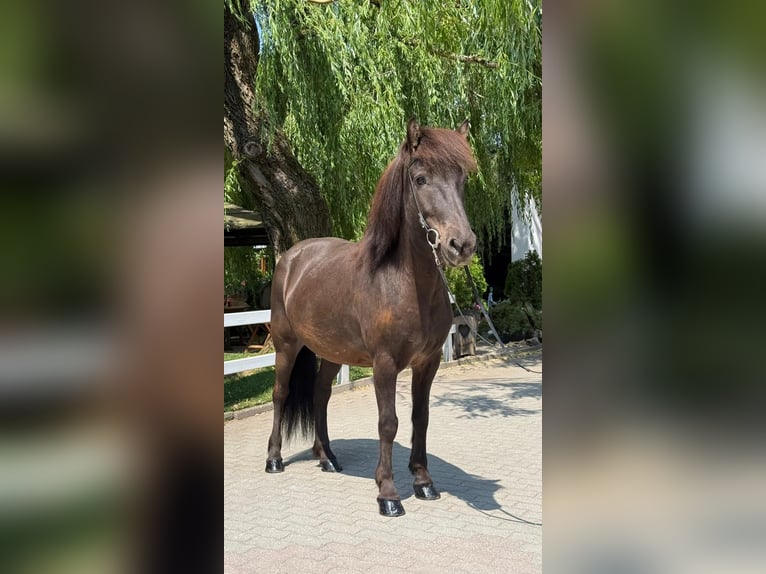 Icelandic Horse Gelding 7 years 14 hh Black in Mining