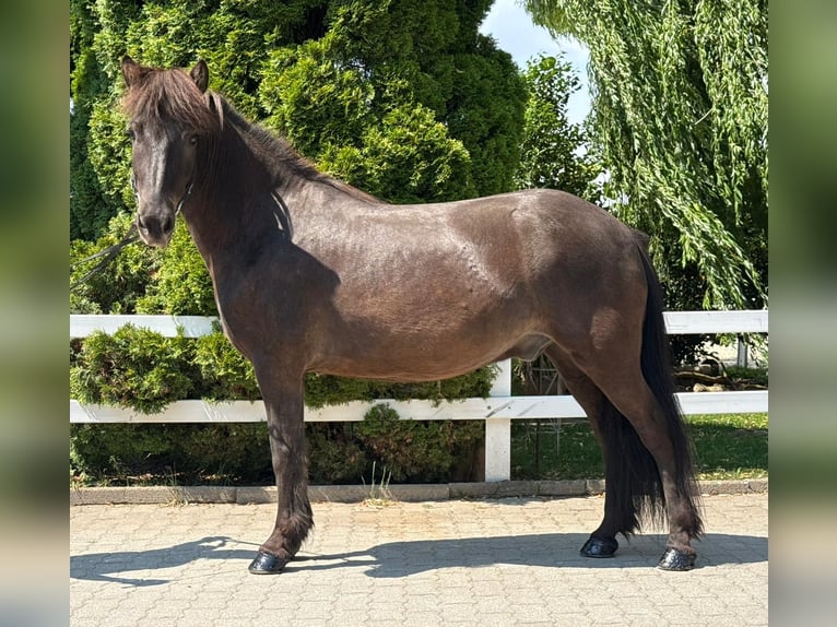 Icelandic Horse Gelding 7 years 14 hh Black in Mining