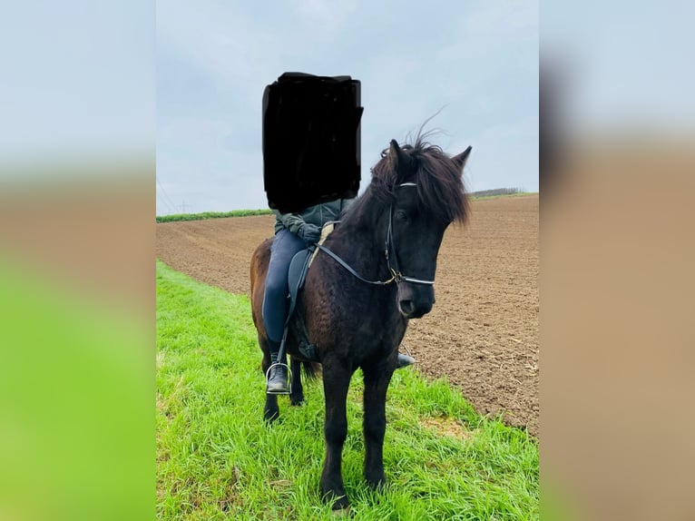 Icelandic Horse Gelding 7 years 14 hh Black in Stuttgart