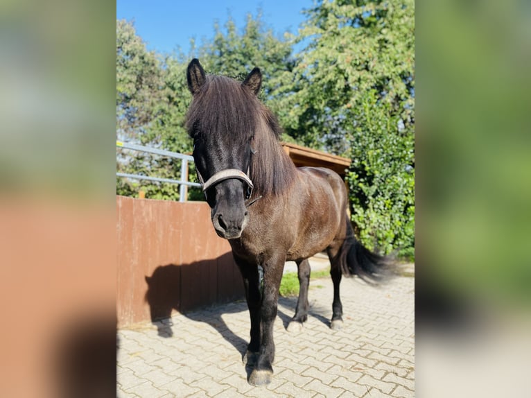 Icelandic Horse Gelding 7 years 14 hh Black in Stuttgart