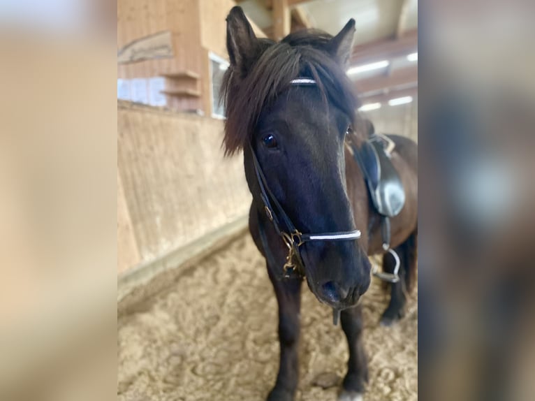 Icelandic Horse Gelding 7 years 14 hh Black in Stuttgart