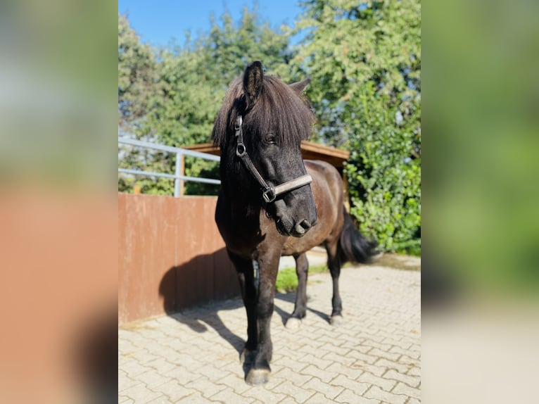 Icelandic Horse Gelding 7 years 14 hh Black in Stuttgart