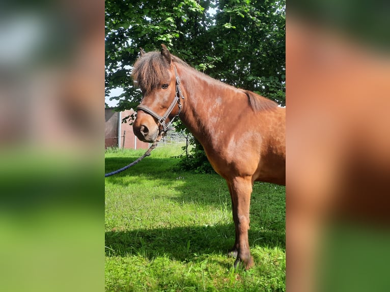 Icelandic Horse Gelding 7 years 14 hh Brown in Remchingen