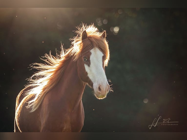 Icelandic Horse Gelding 7 years 14 hh Chestnut in Stegen