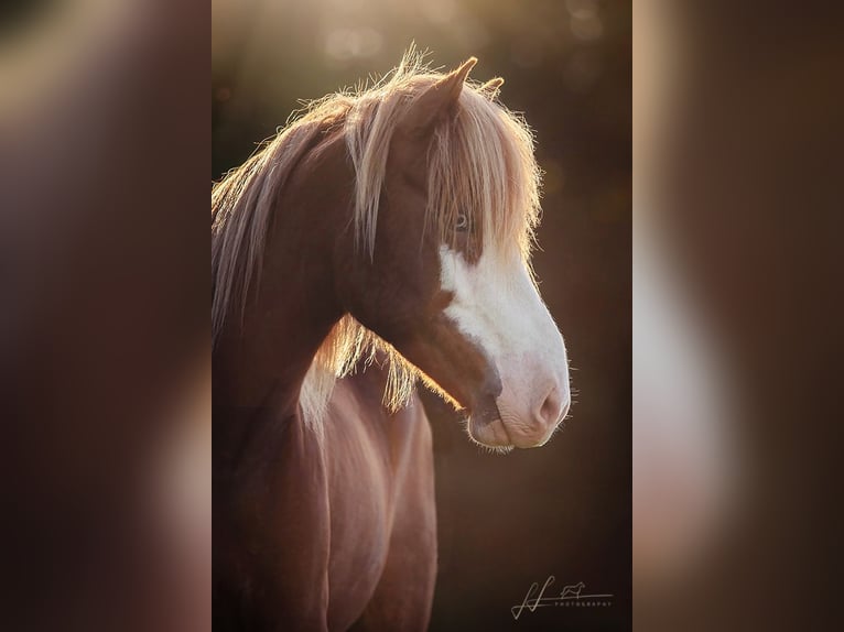 Icelandic Horse Gelding 7 years 14 hh Chestnut in Stegen