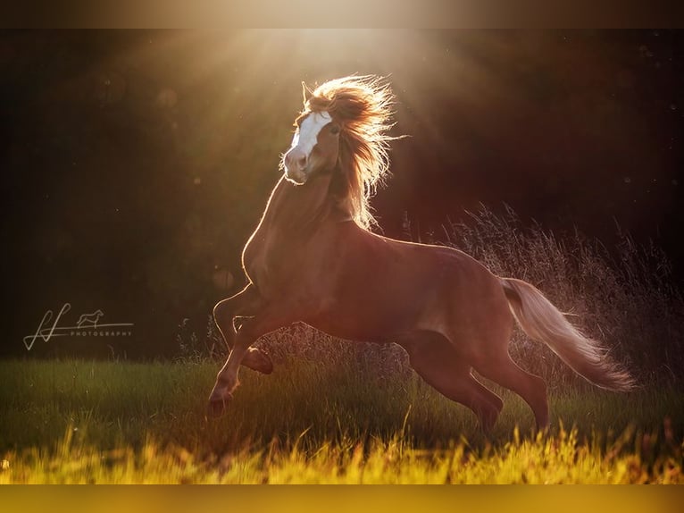 Icelandic Horse Gelding 7 years 14 hh Chestnut in Stegen