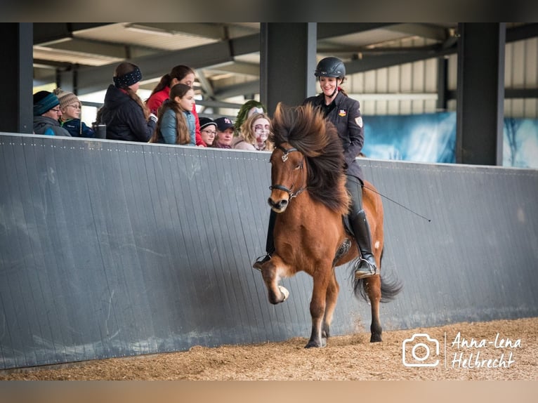 Icelandic Horse Gelding 7 years 14,1 hh Brown in Lehmrade