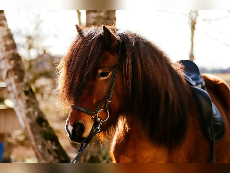 Icelandic Horse Gelding 7 years 14,1 hh Brown in Taufkirchen an der Trattnach