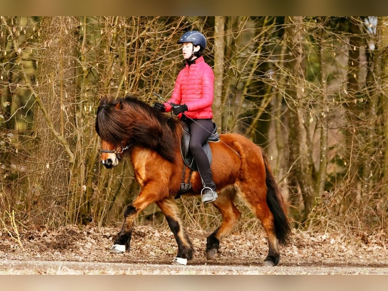 Icelandic Horse Gelding 7 years 14,1 hh Brown in Taufkirchen an der Trattnach