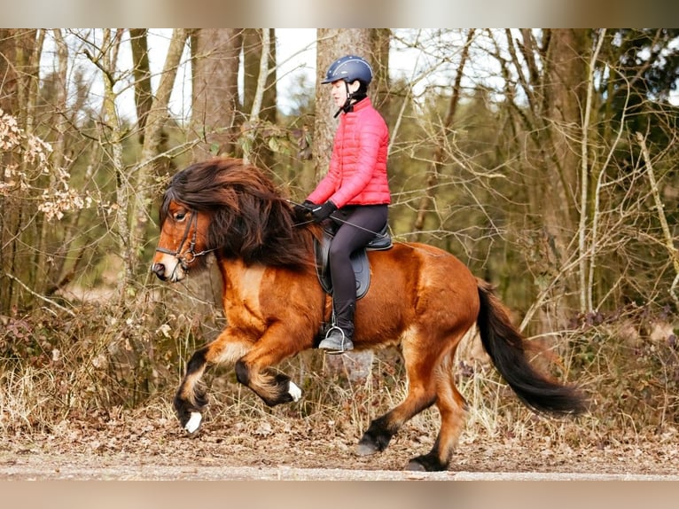 Icelandic Horse Gelding 7 years 14,1 hh Brown in Taufkirchen an der Trattnach