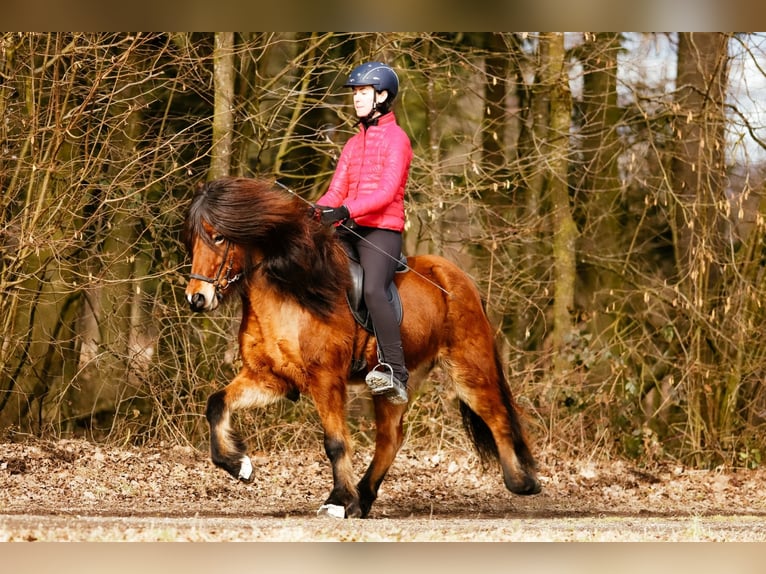 Icelandic Horse Gelding 7 years 14,1 hh Brown in Taufkirchen an der Trattnach
