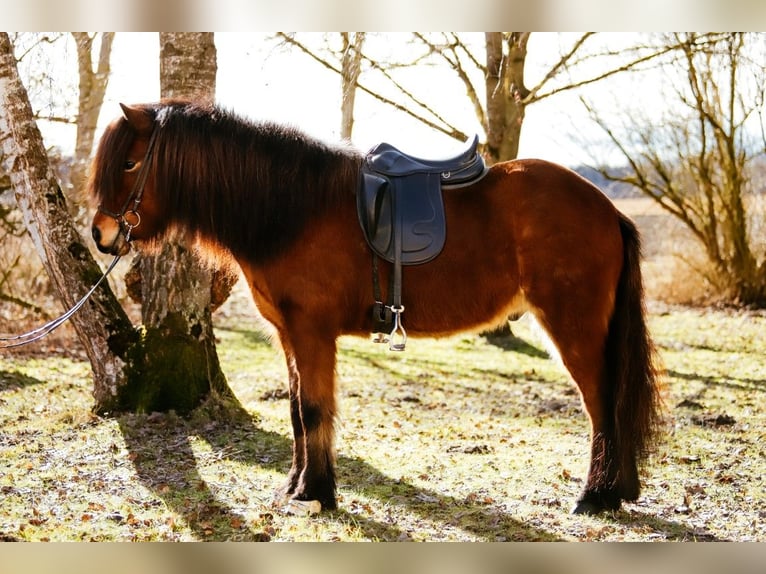 Icelandic Horse Gelding 7 years 14,1 hh Brown in Taufkirchen an der Trattnach