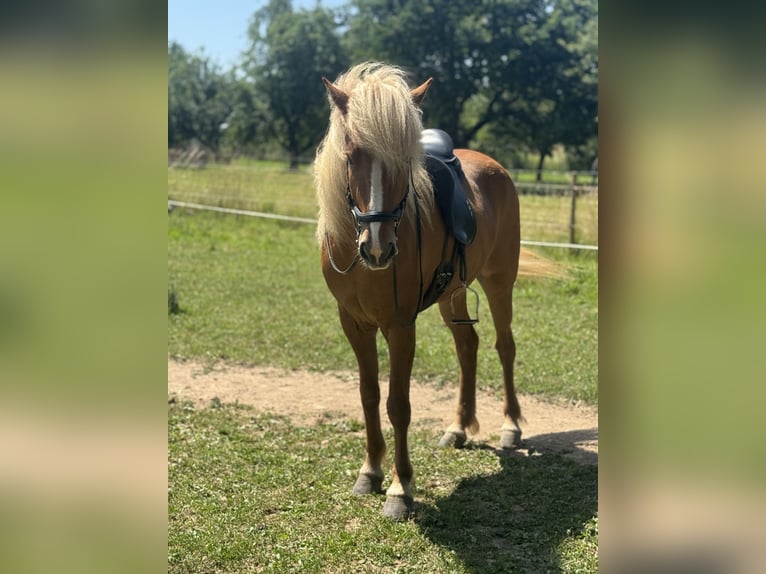 Icelandic Horse Gelding 7 years 14,1 hh Chestnut-Red in Limeshain