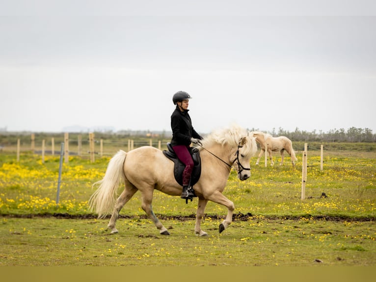 Icelandic Horse Gelding 7 years 14,1 hh Palomino in Hvolsvöllur