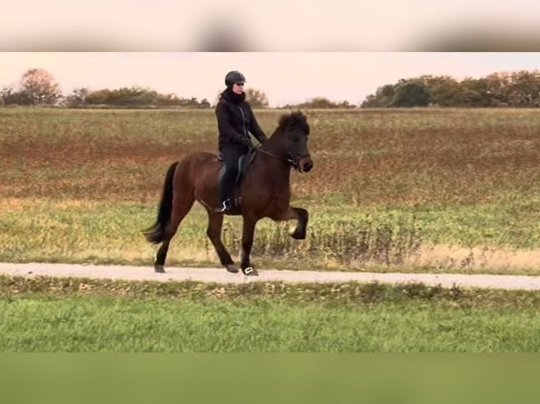 Icelandic Horse Gelding 7 years 14,2 hh Brown in Schneverdingen