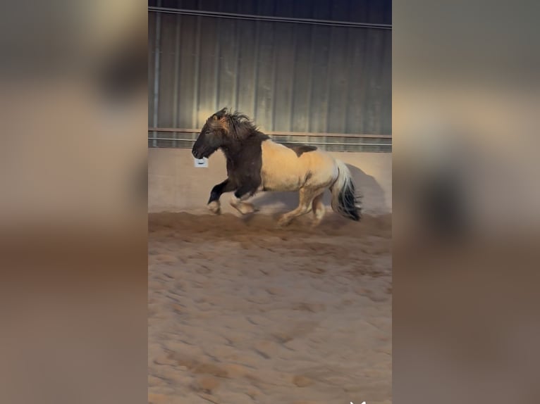 Icelandic Horse Gelding 7 years 14,2 hh Pinto in Kall