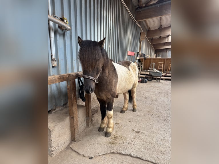 Icelandic Horse Gelding 7 years 14,2 hh Pinto in Kall