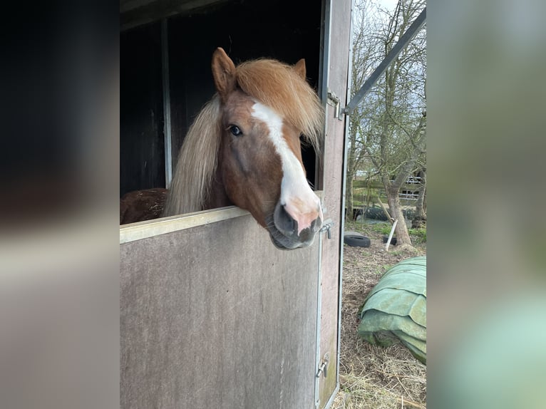 Icelandic Horse Gelding 8 years 12.3 hh Chestnut-Red in Kandel