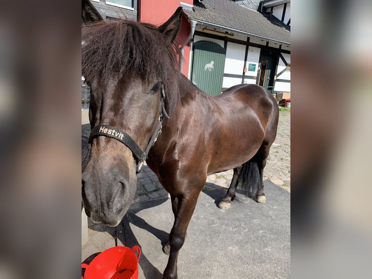 Icelandic Horse Gelding 8 years 13,1 hh Black in Oberstenfeld