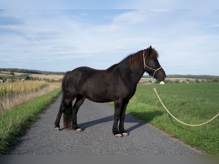 Icelandic Horse Gelding 8 years 13.1 hh Black in Uehlfeld