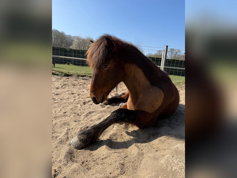 Icelandic Horse Gelding 8 years 13.1 hh Brown in Swalmen