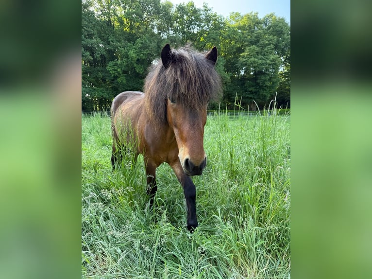 Icelandic Horse Gelding 8 years 13.1 hh Brown in Swalmen
