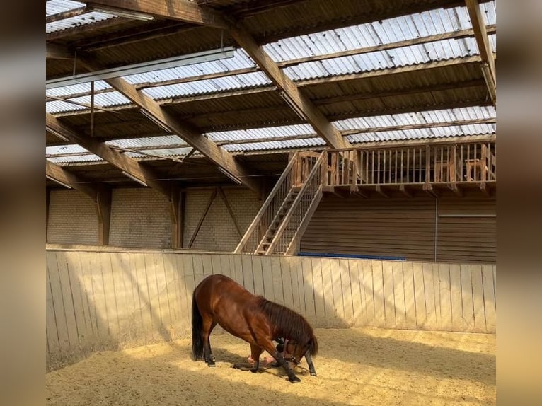 Icelandic Horse Gelding 8 years 13.1 hh Brown in Swalmen