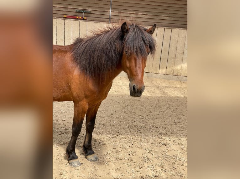 Icelandic Horse Gelding 8 years 13.1 hh Brown in Swalmen