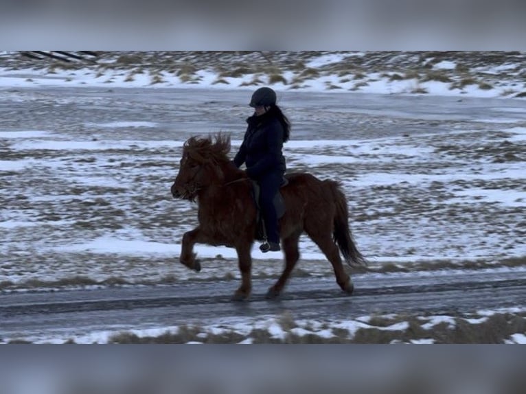 Icelandic Horse Gelding 8 years 13,1 hh Chestnut-Red in Schneverdingen