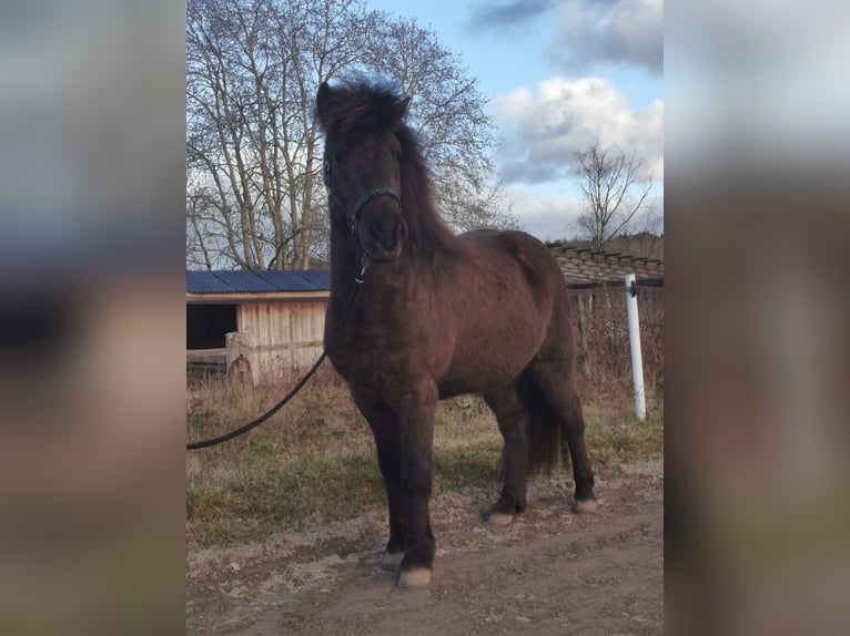 Icelandic Horse Gelding 8 years 13,2 hh Black in Seevetal