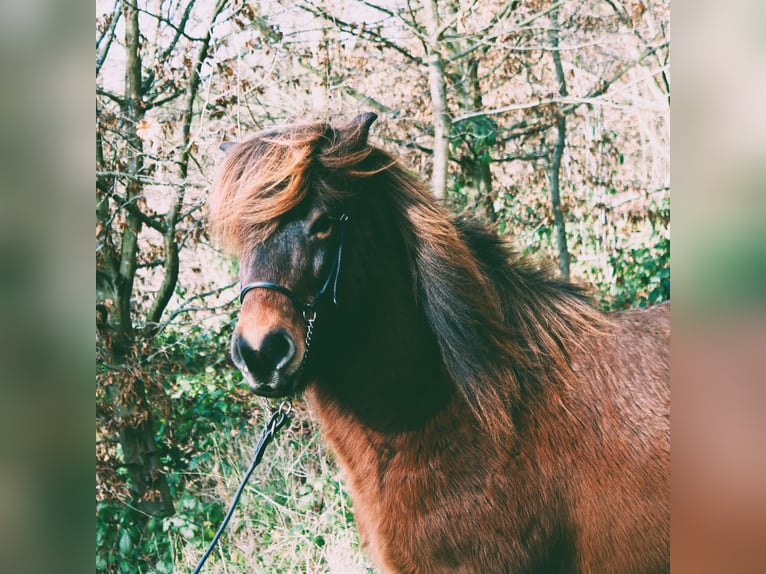 Icelandic Horse Gelding 8 years 13,2 hh Brown in Friesenhagen