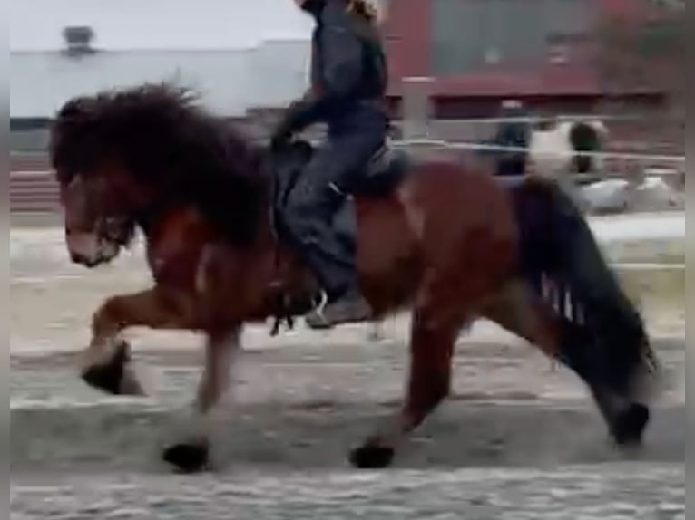 Icelandic Horse Gelding 8 years 13.2 hh Brown in Reykjavík - 10