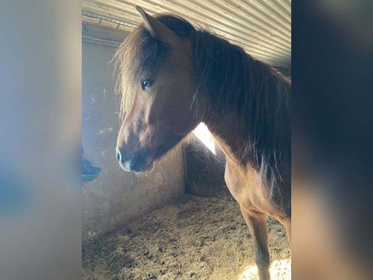 Icelandic Horse Gelding 8 years 13.2 hh Brown in Reykjavík - 10