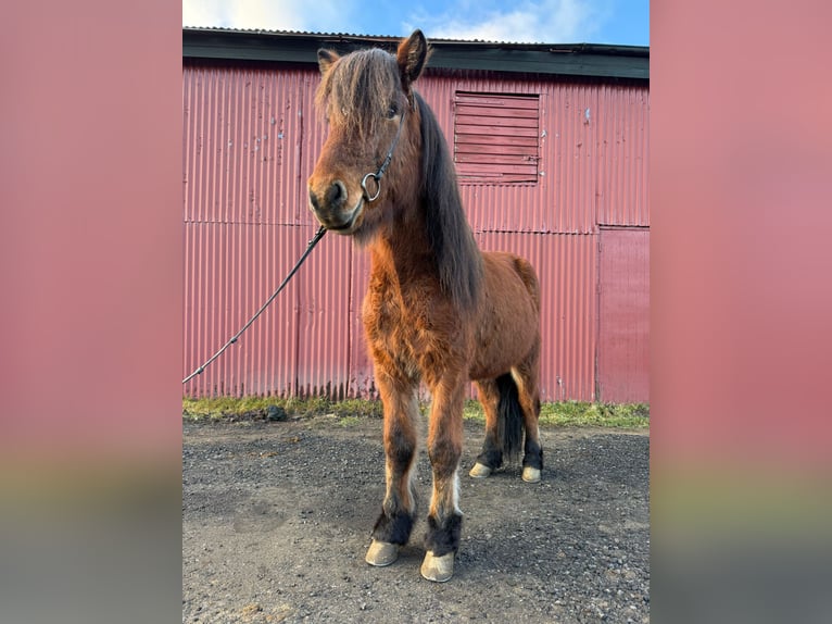 Icelandic Horse Gelding 8 years 13.2 hh Brown in Reykjavík - 10