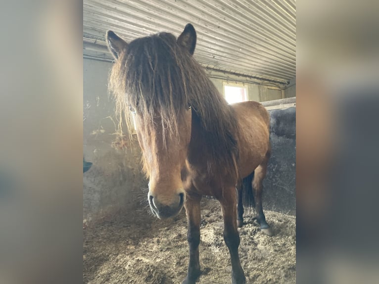 Icelandic Horse Gelding 8 years 13.2 hh Brown in Reykjavík - 10