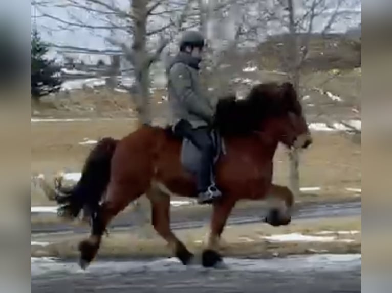 Icelandic Horse Gelding 8 years 13.2 hh Brown in Reykjavík - 10