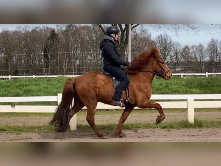 Icelandic Horse Gelding 8 years 13,2 hh Chestnut-Red in Schneverdingen