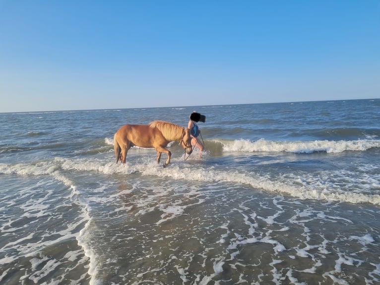 Icelandic Horse Gelding 8 years 13,2 hh Chestnut-Red in Soltau