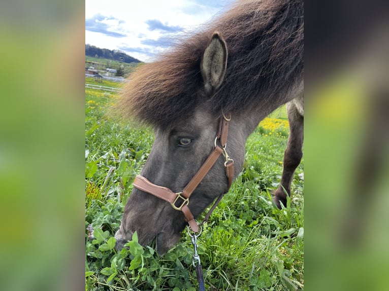 Icelandic Horse Gelding 8 years 13,2 hh Dun in Berg