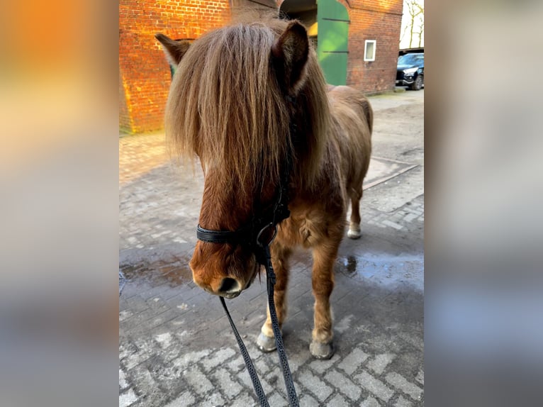 Icelandic Horse Gelding 8 years 13,2 hh Dun in Dorsten