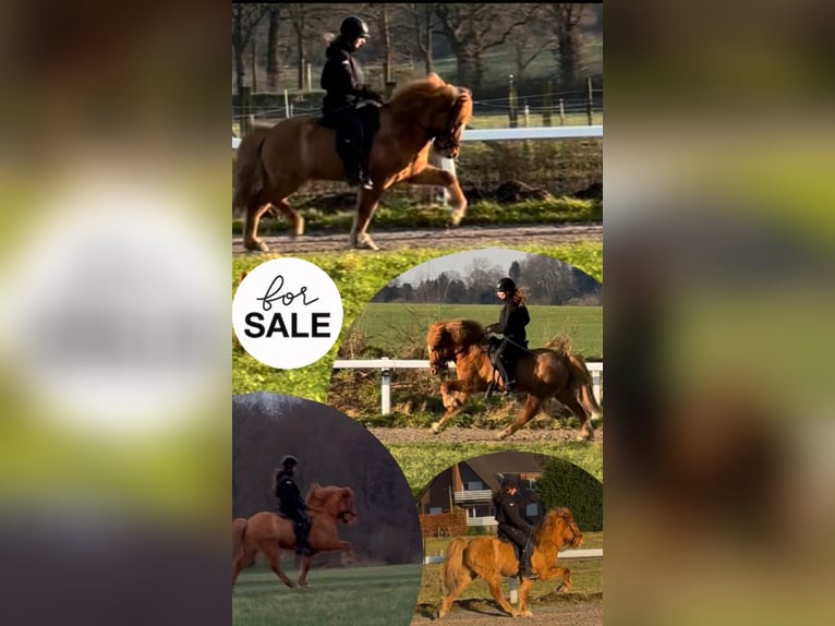 Icelandic Horse Gelding 8 years 13,2 hh Dun in Dorsten