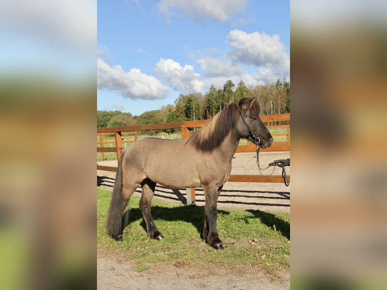 Icelandic Horse Gelding 8 years 13,2 hh Dun in Soltau