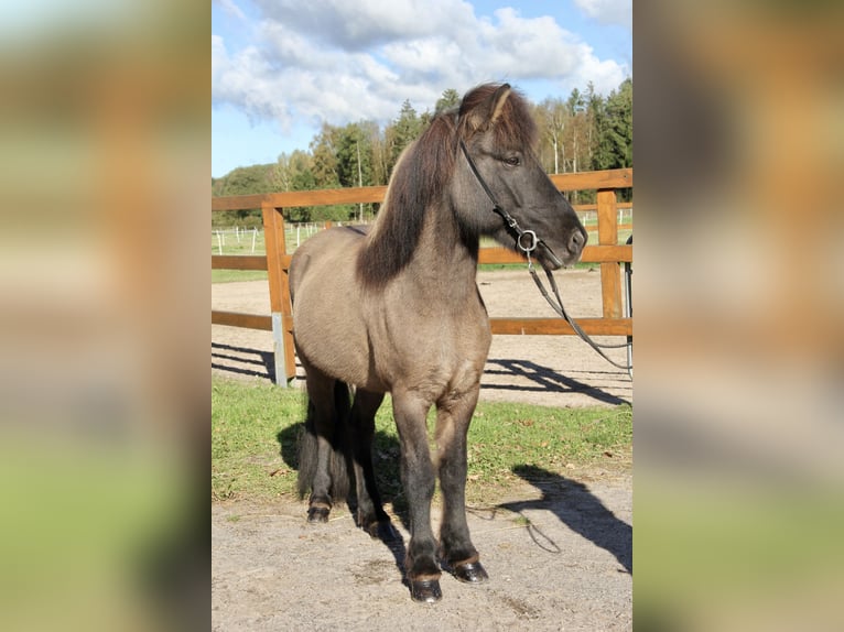 Icelandic Horse Gelding 8 years 13,2 hh Dun in Soltau