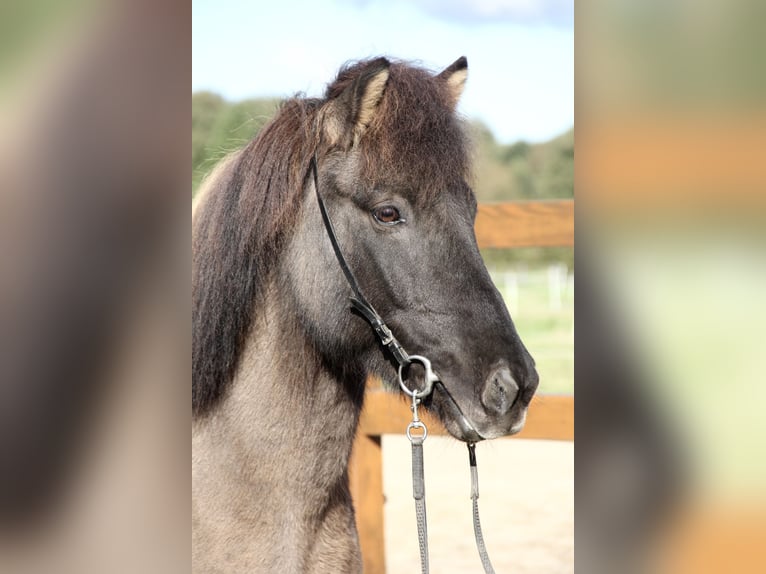 Icelandic Horse Gelding 8 years 13,2 hh Dun in Soltau