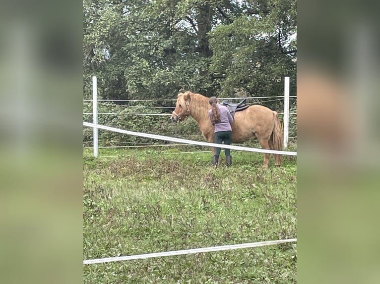 Icelandic Horse Gelding 8 years 13,2 hh Dun in Oberotterbach