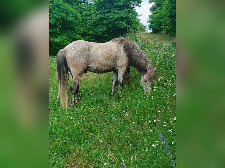 Icelandic Horse Gelding 8 years 13,2 hh Gray-Dapple in Schwechat