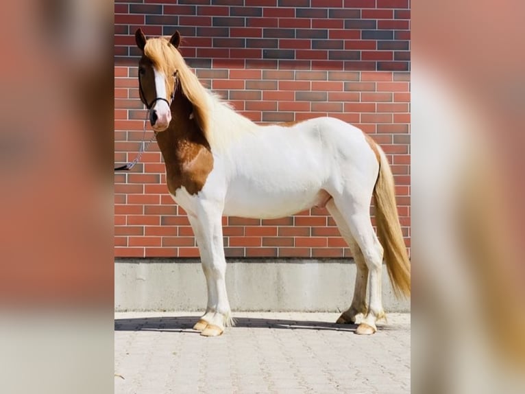 Icelandic Horse Gelding 8 years 13.2 hh Pinto in Zweibrücken