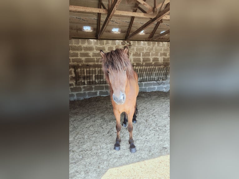 Icelandic Horse Gelding 8 years 13,3 hh Bay-Dark in Hermannsburg