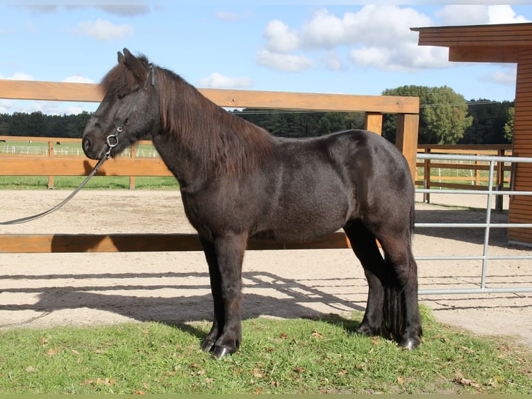 Icelandic Horse Gelding 8 years 13,3 hh Black in Soltau