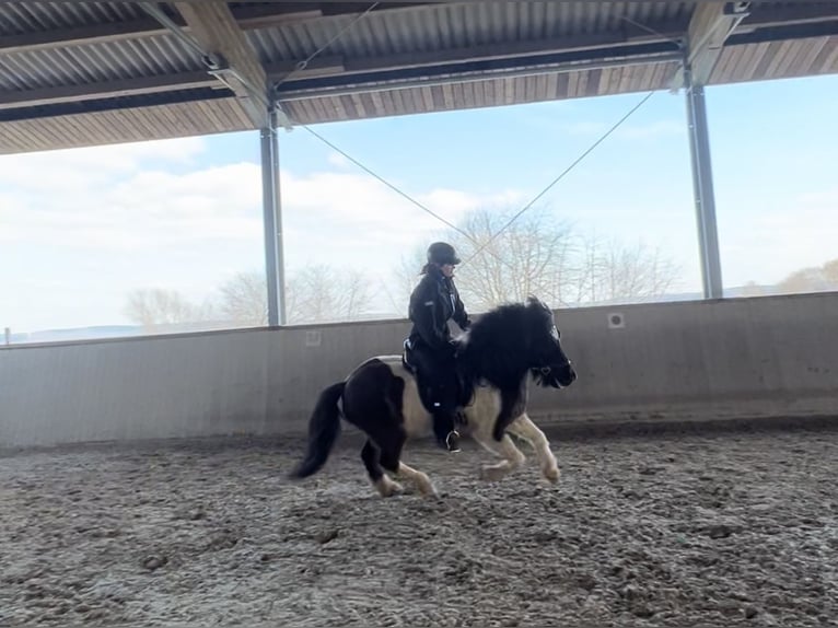 Icelandic Horse Gelding 8 years 13,3 hh Pinto in Krombach